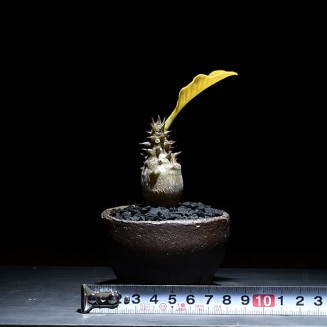 パキポディウム ウィンゾリー （発根済み）typeB RF221103