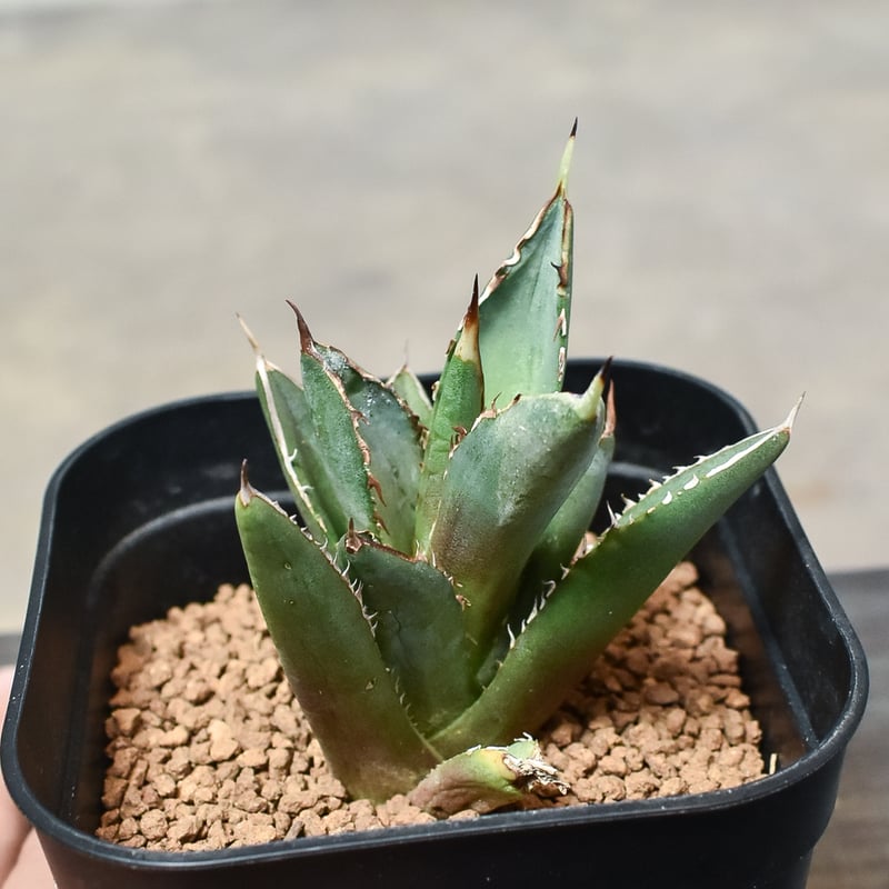 アガベ チタノタ 