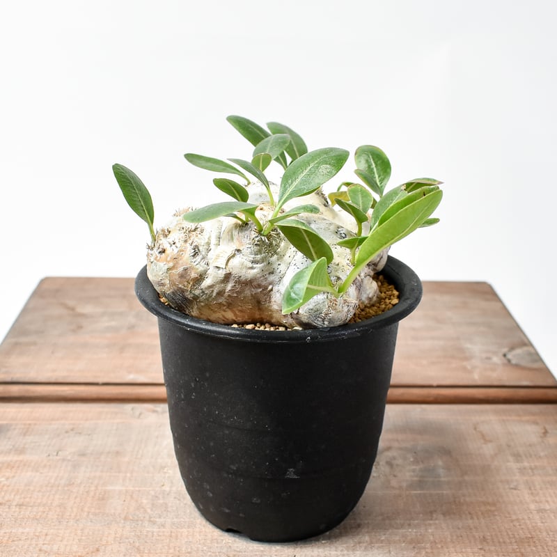 パキポディウム ブレビカウレ 