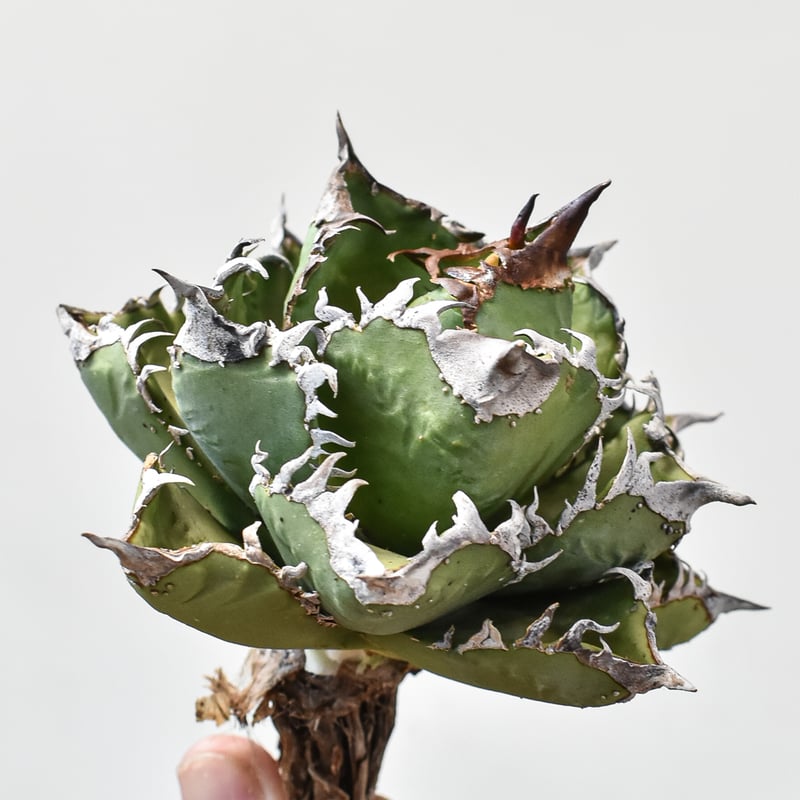 RAFLUMコレクション】アガベ チタノタ 