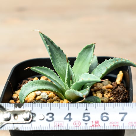 アガベ ハイブリット "吉巴羅" (特白肌怒雷神×血妖) 【台湾huplants2010産/子株販売】RF25011818