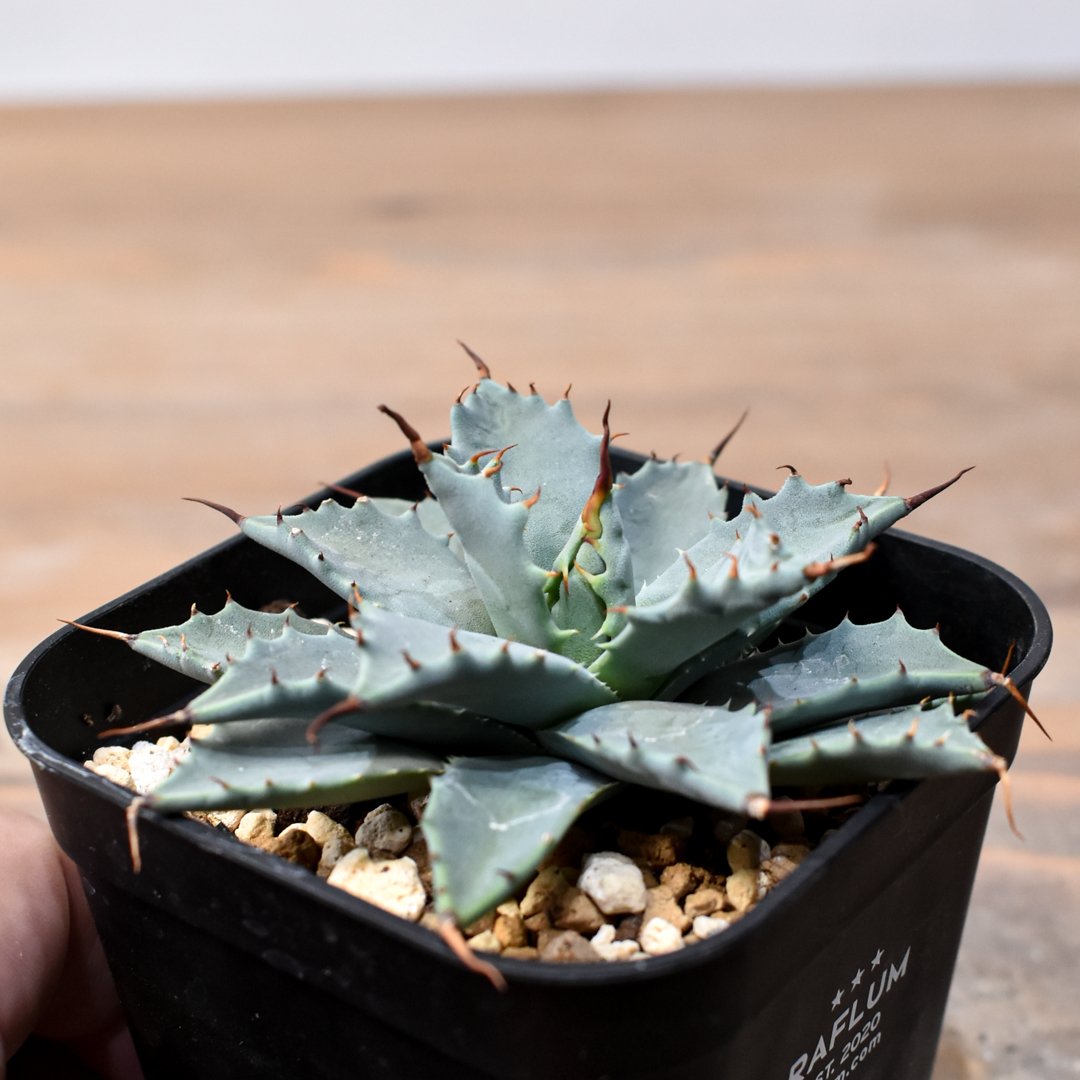 アガベ ハイブリット 日系イシスメンシス×象牙妖炎（陽炎エボリ