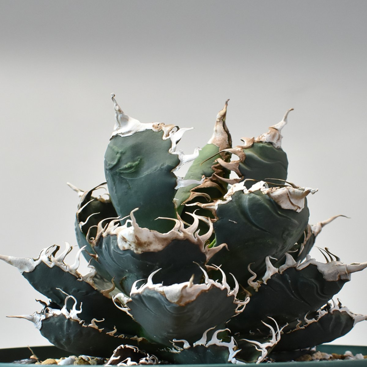 【個数限定】特選アガベ - 狂鯨 （Berlin産） ② アガベ チタノタ “白鯨” 【台湾 Berlin産/抜き苗販売/大株】A