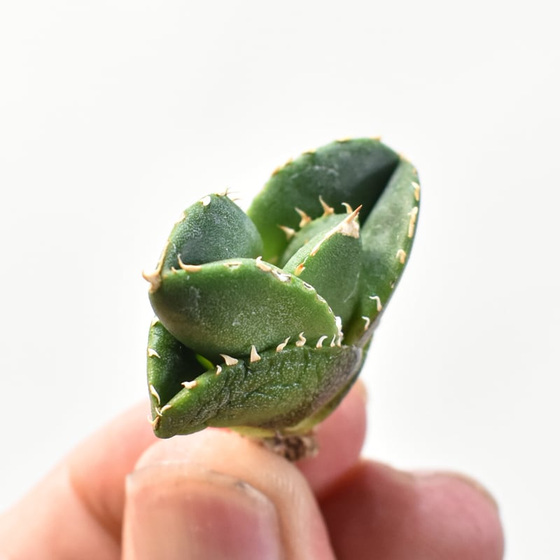 アガベ チタノタ 