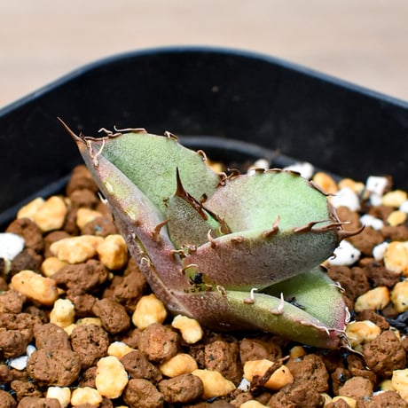 【RAFLUM育成株 5個セット】アガベ Mexico oteroi seeding / オテロイ実生 メキシコ産  【RAFLUM産/実生/子株】F2