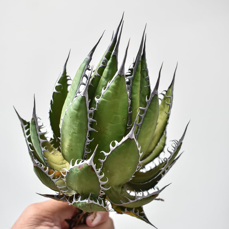 アガベホリダ極上株　Agave horrida No.AHRD021 アガベホリダ極上株 Agave horrida No.AHRD021 アガベ ホリダ