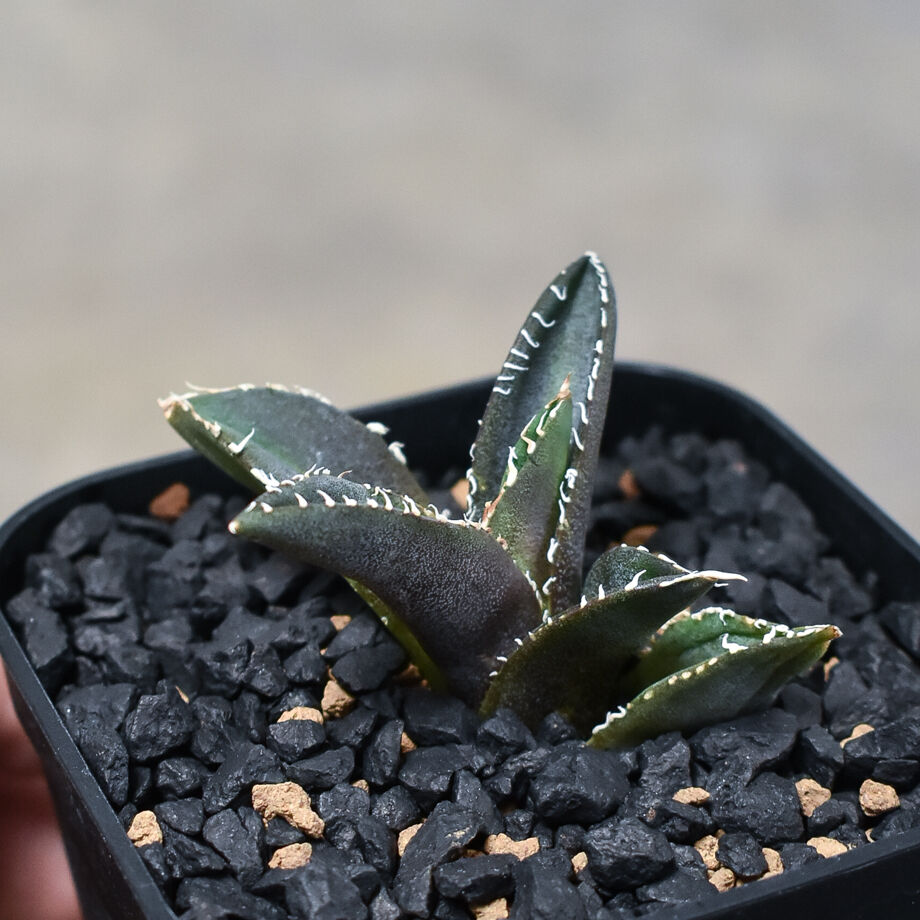 希少 昨年話題に！？ アガベ ディアボロビアンコ 白い悪魔 イタリア産