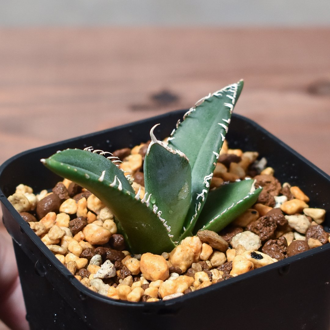 アガベ 約20cm 黒鉢付き アガベ チタノタ デザイン黒陶器鉢 黒石付｜郵便局のネットショップ