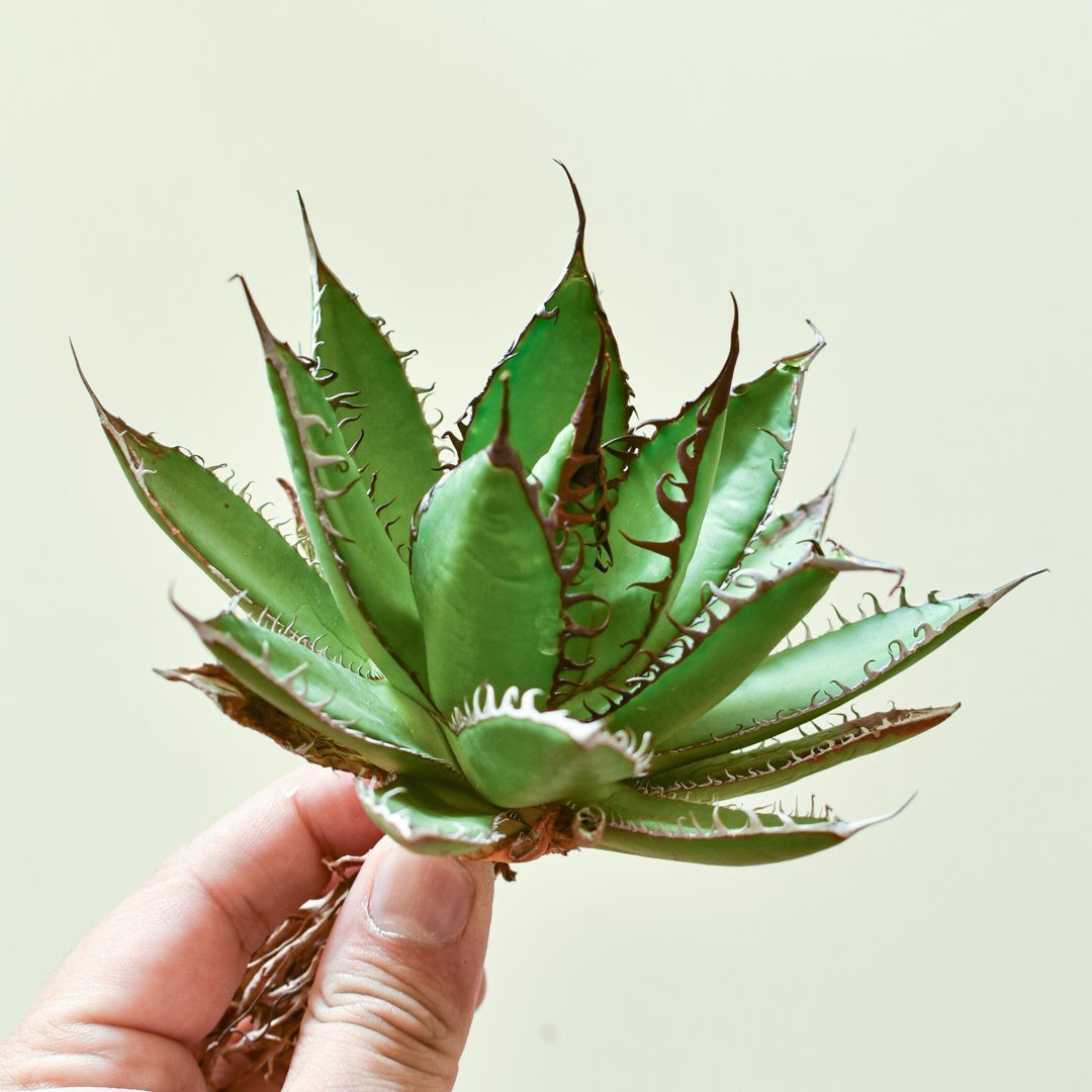 植物の実生と育て方 山中寛文 【公式通販】