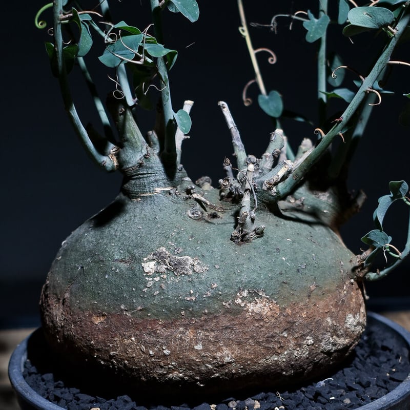 アデニアスピノーサ （発根済み）Lサイズ RF22663 | RAFLUM / ラフラム