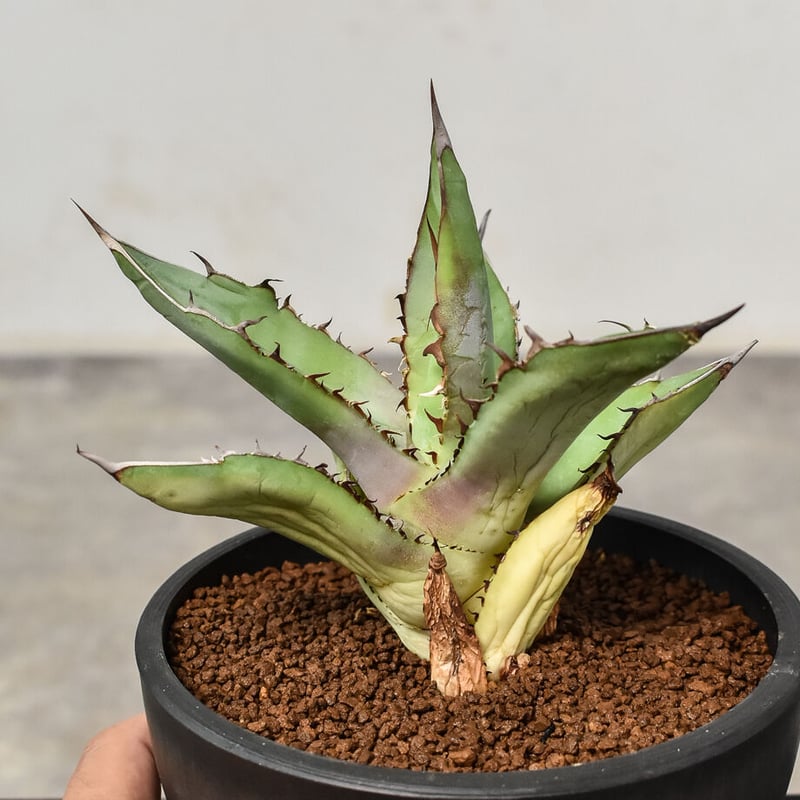 アガベ チタノタ 