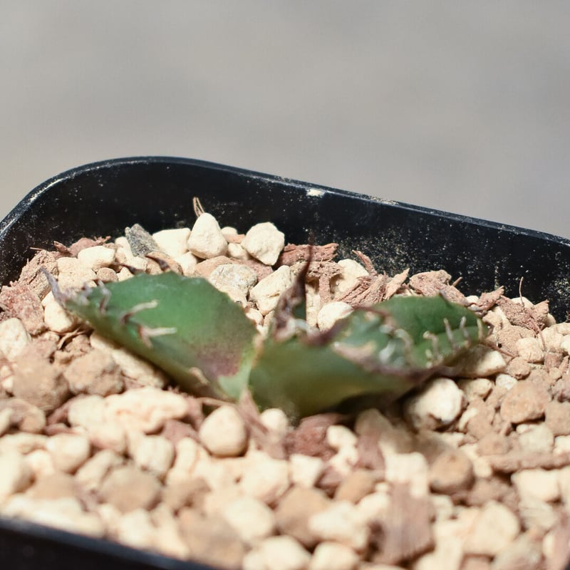 アガベ チタノタ 