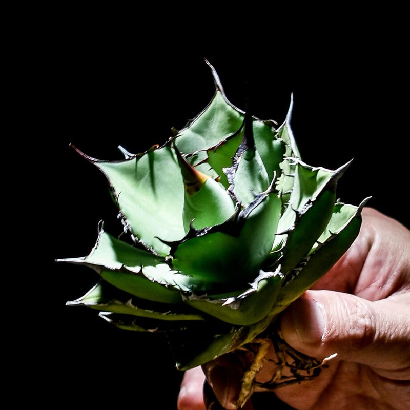 アガベ チタノタパンダ鉢込み高さ40cm横30cm 大きめアガベ　インテリア 楽天市場】agave titanota panda/アガベ チタノタ パンダ 【観葉