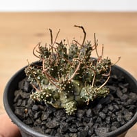 チレコドン レティキュラーツス 