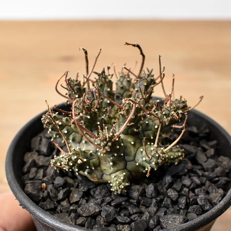 CATEGORY 塊根植物 | RAFLUM / ラフラム｜東京、大阪の塊根植物