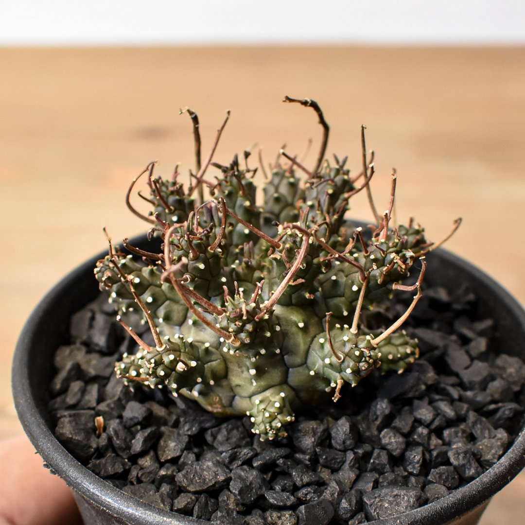 ユーフォルビア デセプタ 【実生】RF25011668 | RAFLUM / ラフラム