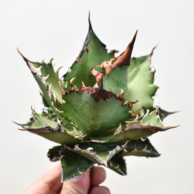 【親株】アガベチタノタ　猟豹　チーター　ドラゴンアガベ産 親株】アガベチタノタ 猟豹 チーター ドラゴンアガベ産