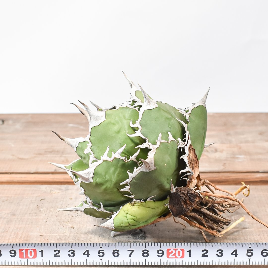 アガベ 羽毛 羽ノギ agave titanota feather アガベ 羽毛 羽ノギ agave titanota feather