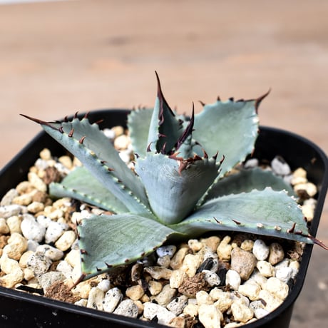 アガベ ハイブリット 曙光 ×（パラサナ、イシスメンシス）【台湾botanical_seeker産】G RF25011578