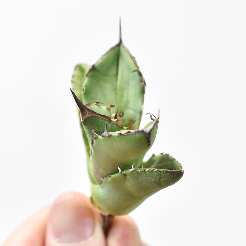 アガベ　チタノタ　白犀牛 アガベ チタノタ 白犀牛（White Rhino / 白犀牛 / シロサイ） | NR Plants