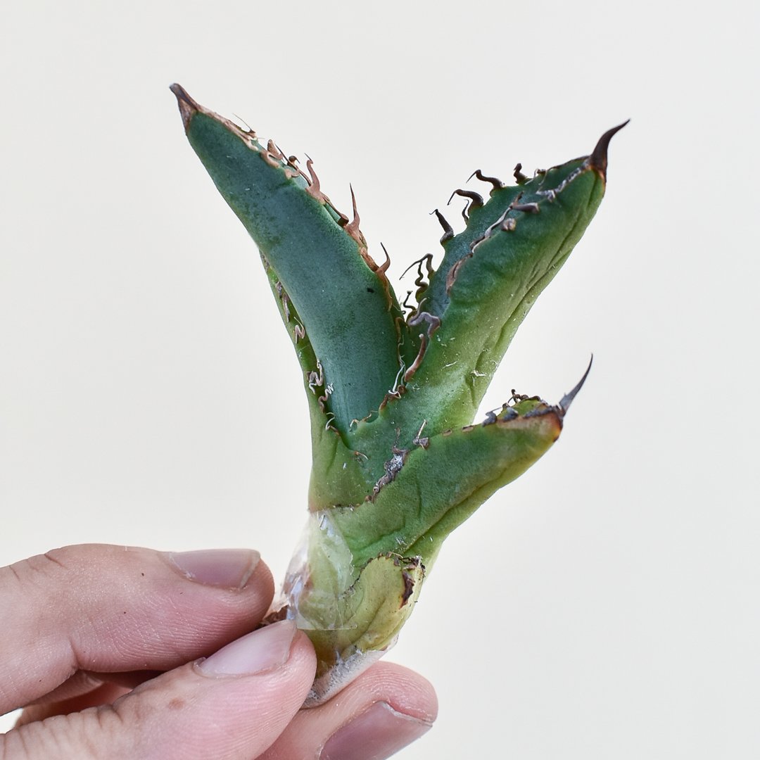 アガベ チタノタ 