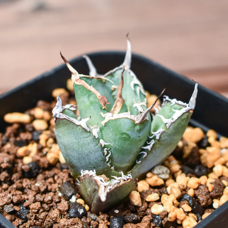 アガベ チタノタ 