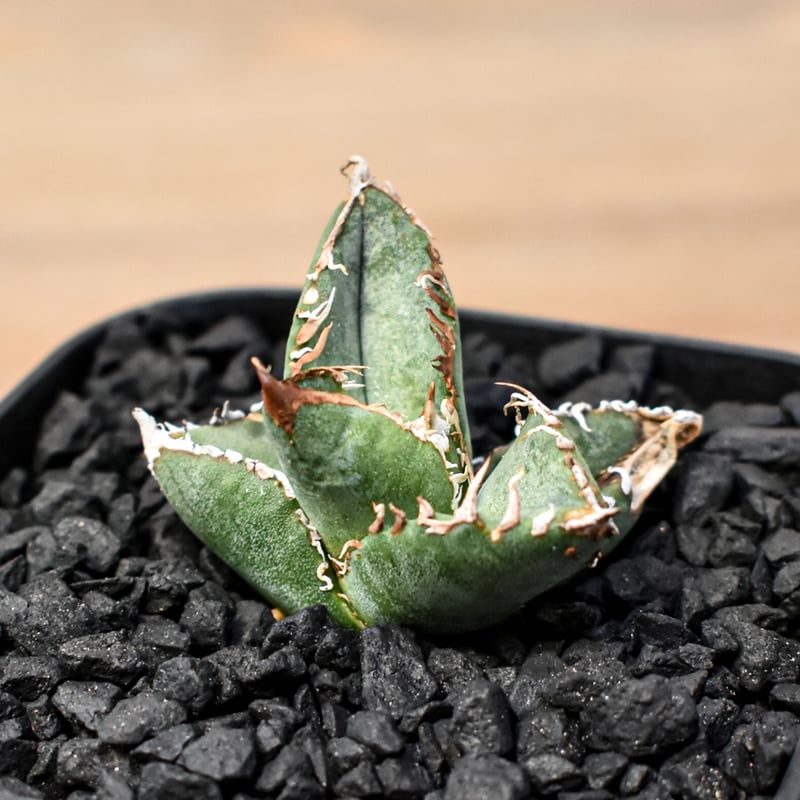 アガベ チタノタ 星空 OC 点芽 プレステラ105サイズ アガベ チタノタ 星空 OC 点芽 プレステラ105サイズ