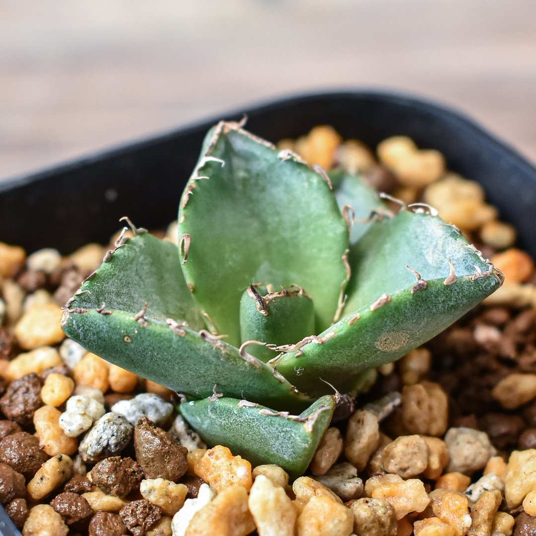 強棘ちょいブツ　チタノタ　中株　子株２個付き 強棘ちょいブツ チタノタ 中株 子株2個付き 強棘ちょい