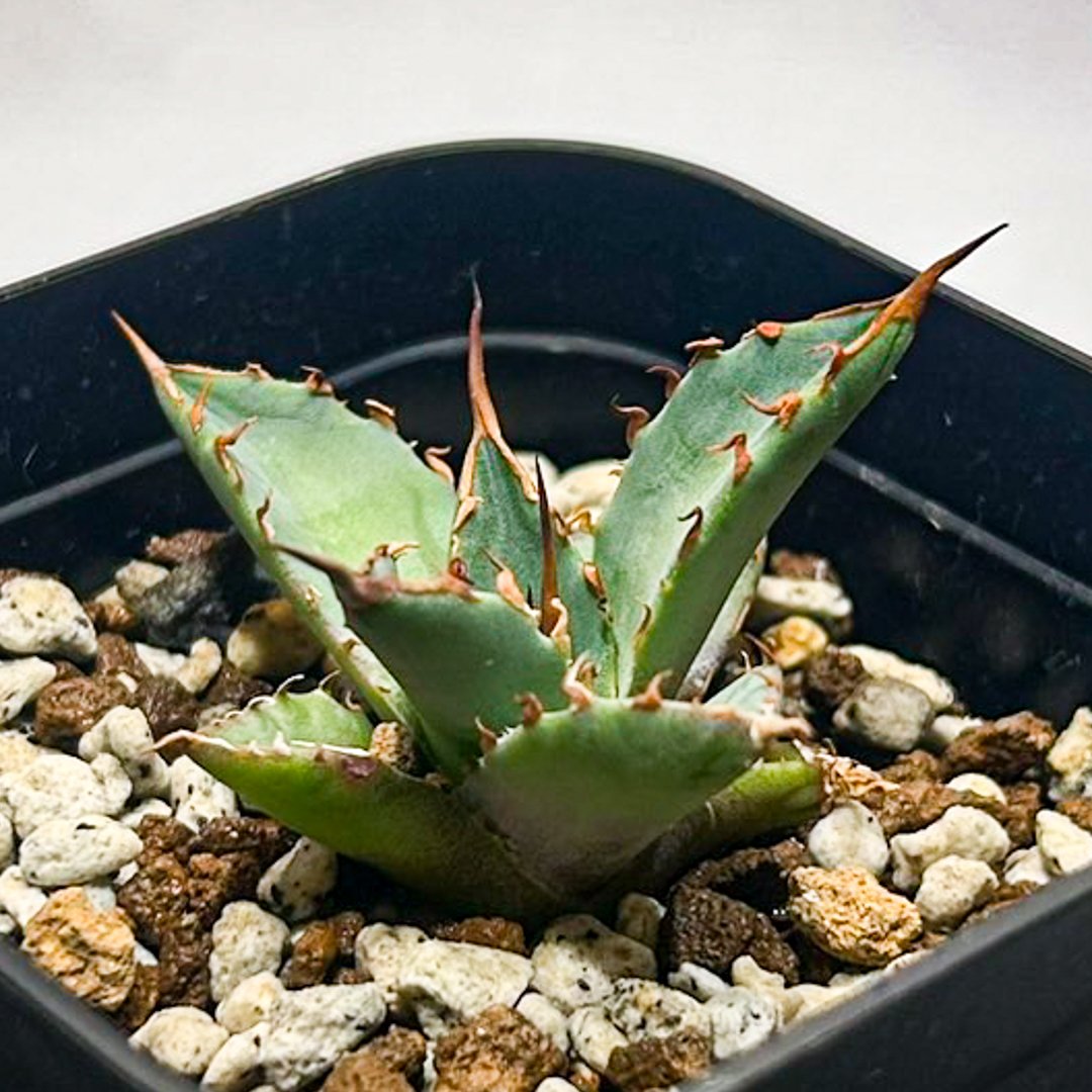 Dennis hybrid 黑帝斯x妖炎 /ハデス×エボリスピナ 【台湾DENNIS産】RFD