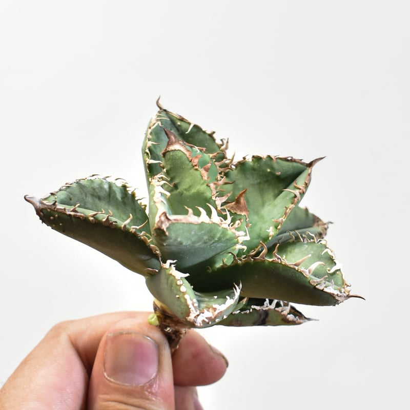 アガベ チタノタ 