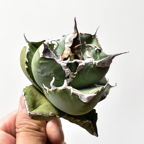 アガベ SAD sad #アガベ #sad #チタノタ #オテロイ