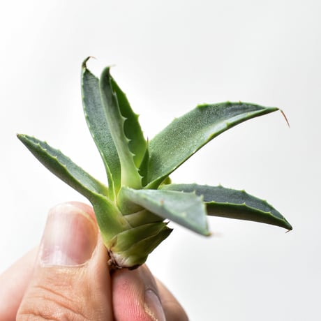 アガベ ハイブリット "邪霊" (特白肌怒雷神×血妖) 【台湾botanical_seeker産】RF25011590