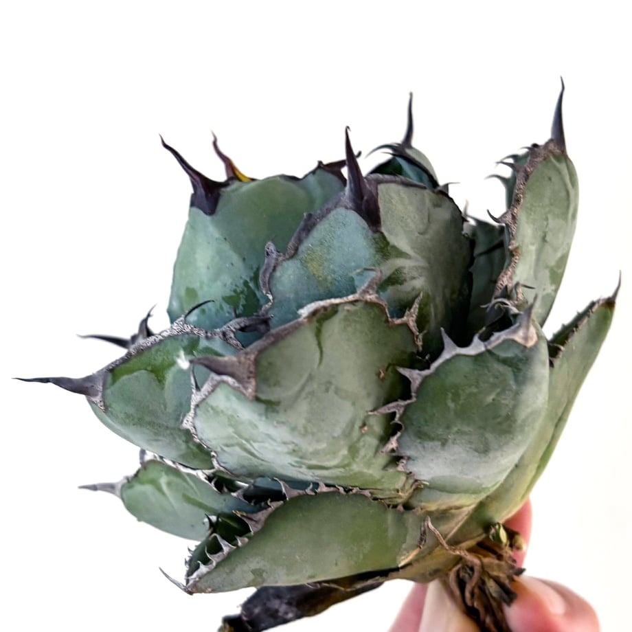 65b766e4f19c230071793918