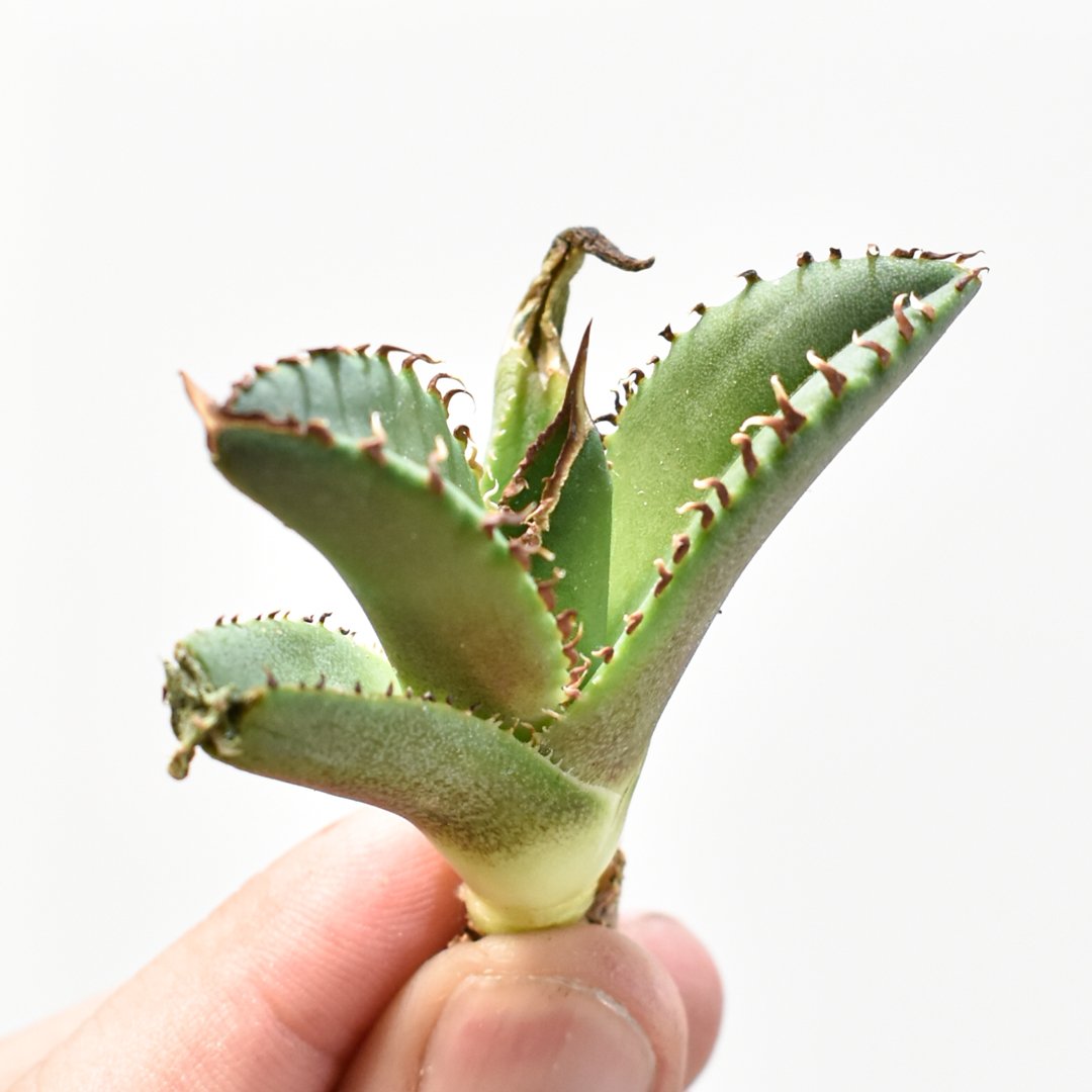 アガベ チタノタ DENNIS040 