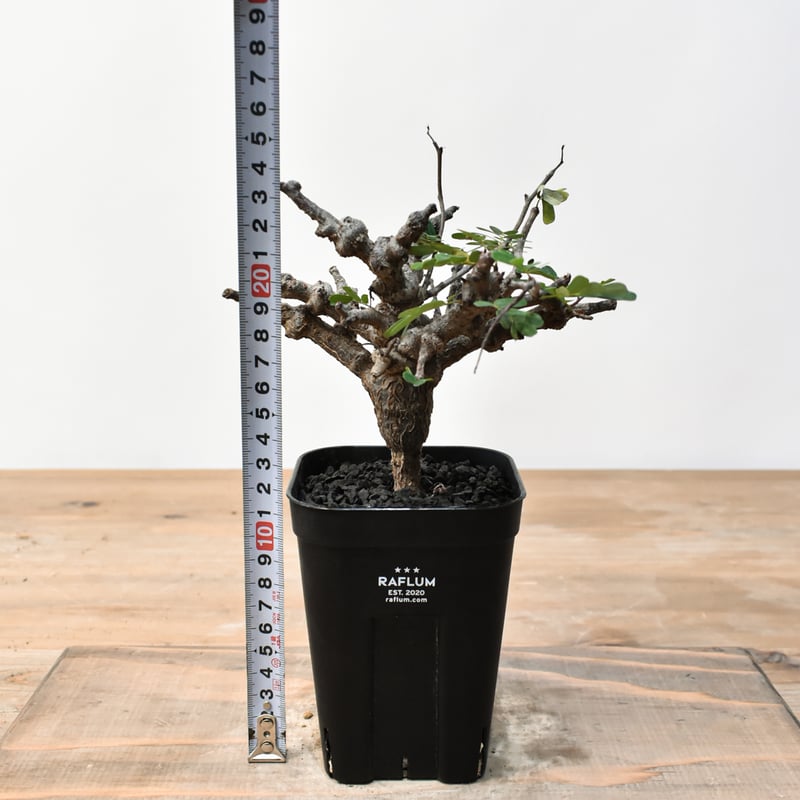 センナ メリディオナリス RFHK25011489 | RAFLUM / ラフラム