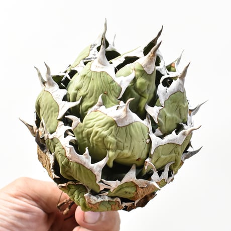 アガベ チタノタ ドワーフ / "精品姫厳龍" "中株"【台湾 Shi-hao産/中株/抜き苗販売】RFDG25010986(T)
