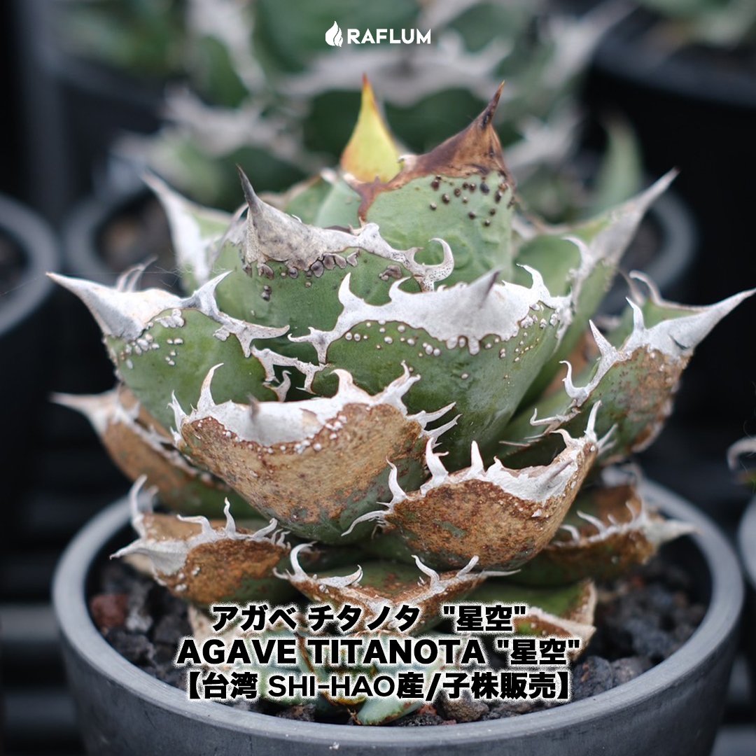 アガベ　チタノタ　shihao産　星空　ぶつぶつ アガベ チタノタ Shi-hao 
