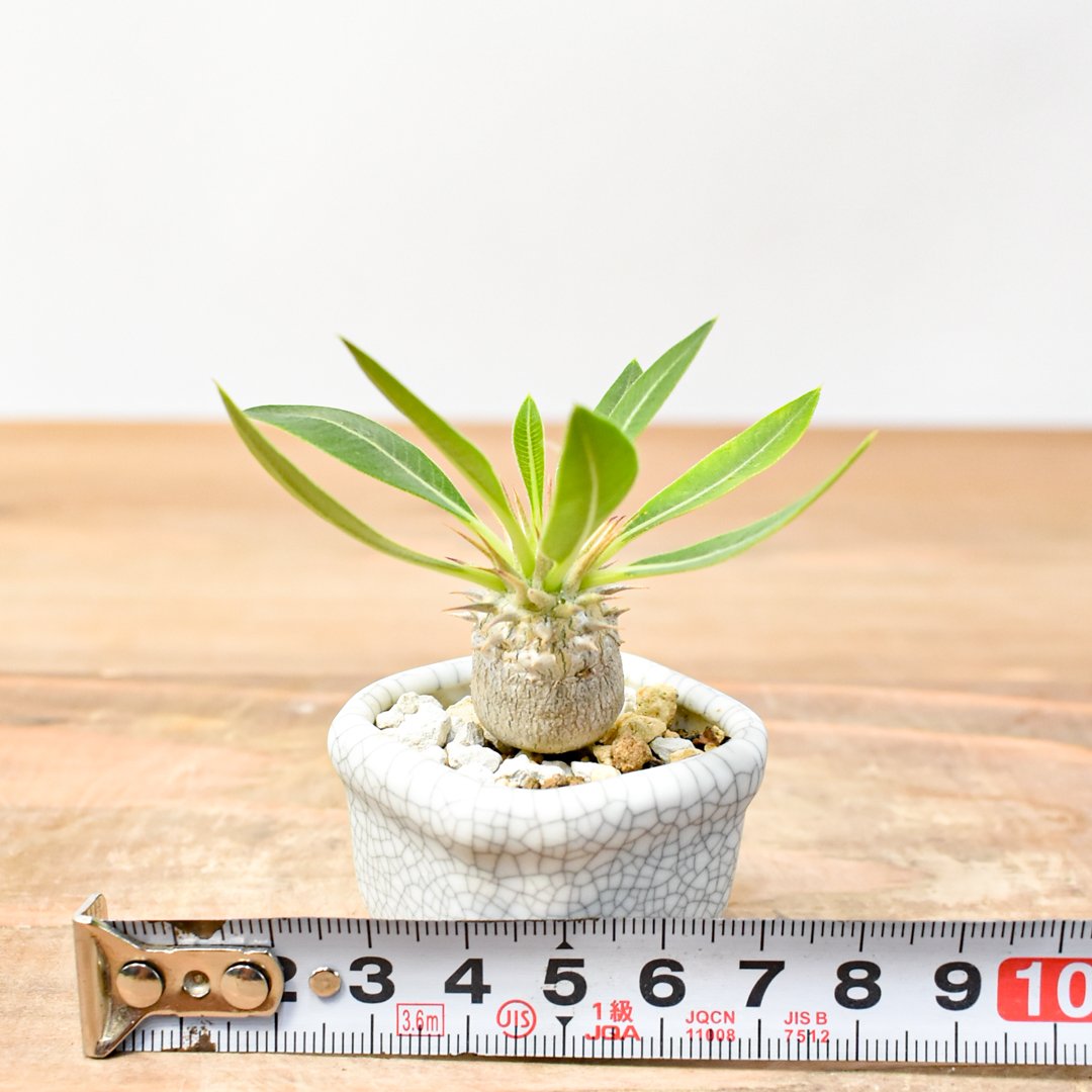 WACK” ON YOUR SIDE】パキポディウム マカイエンセ実生 WACK-A020