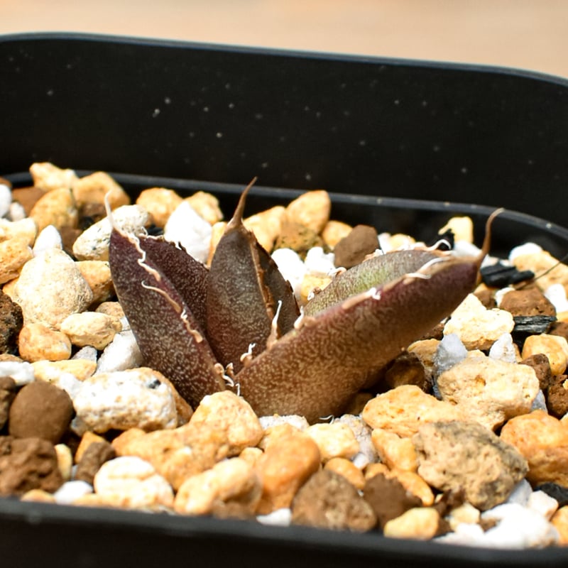 RAFLUM育成株 5個セット】アガベ Mexico oteroi seeding / オテ