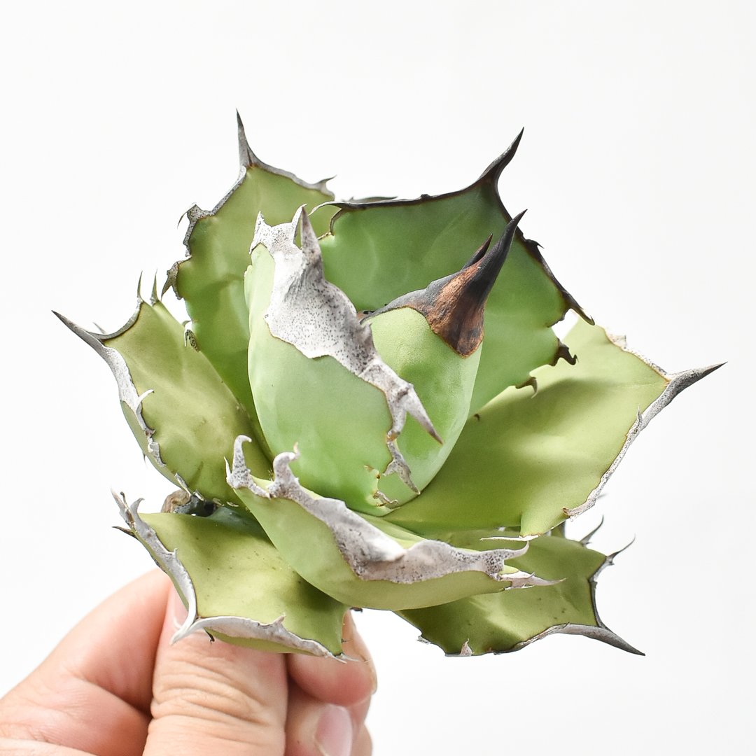 アガベ チタノタ DENNIS040 デニス040 