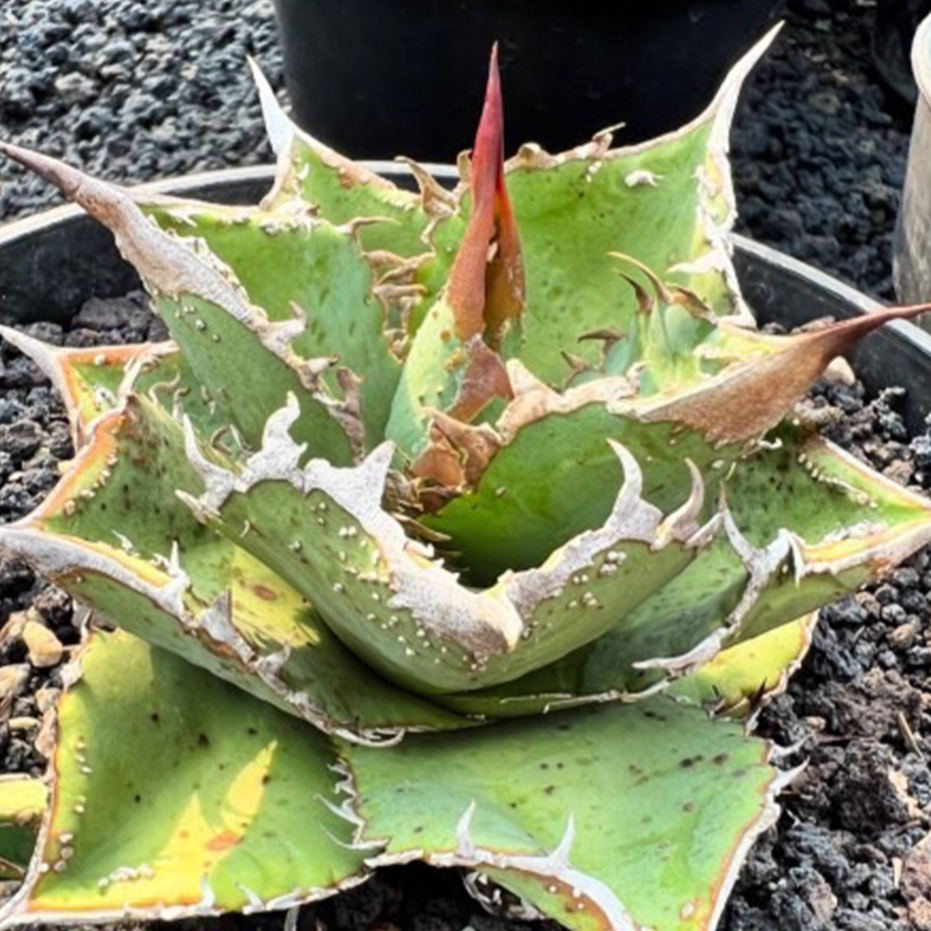 アガベ　チタノタ　ステゴザウルス　子株 アガベ チタノタ 