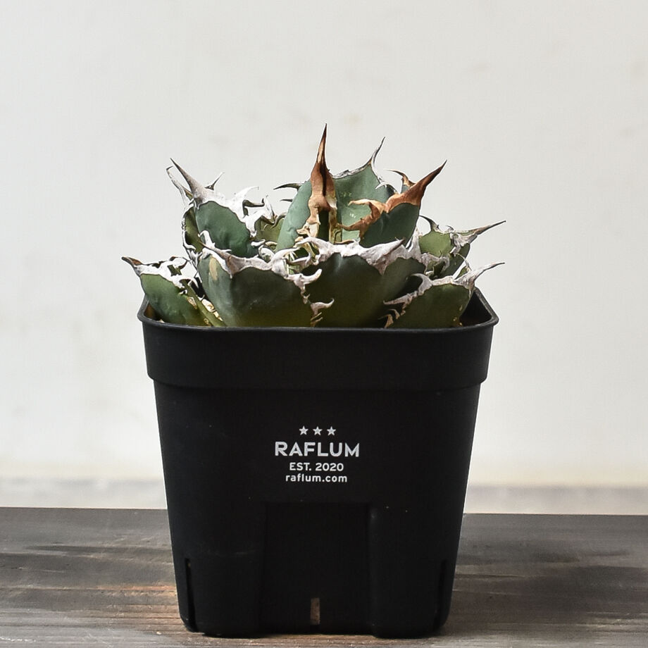 シエラ ミクスティカ アガベ チタノタ 