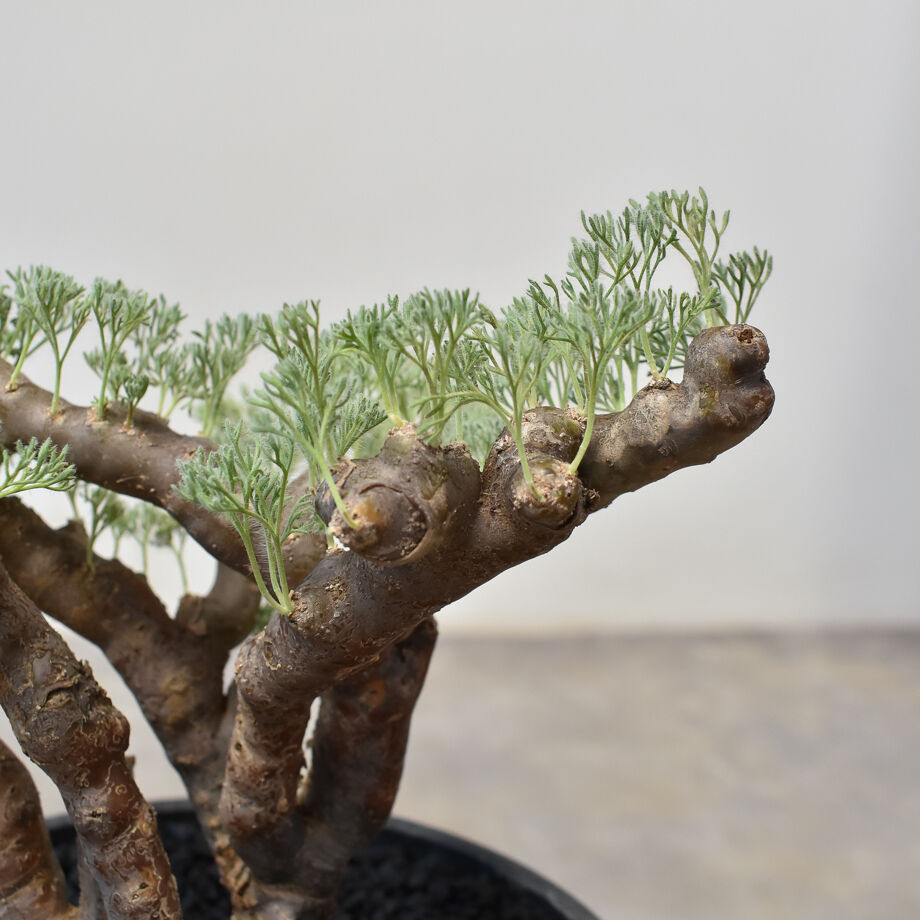 サルコカウロン ムルチフィズム 