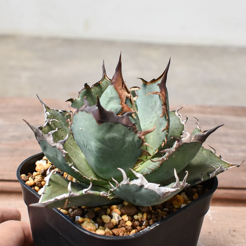 アガベ チタノタ フレイム 