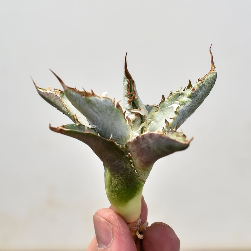 RAFLUMコレクション子株】アガベ チタノタ 