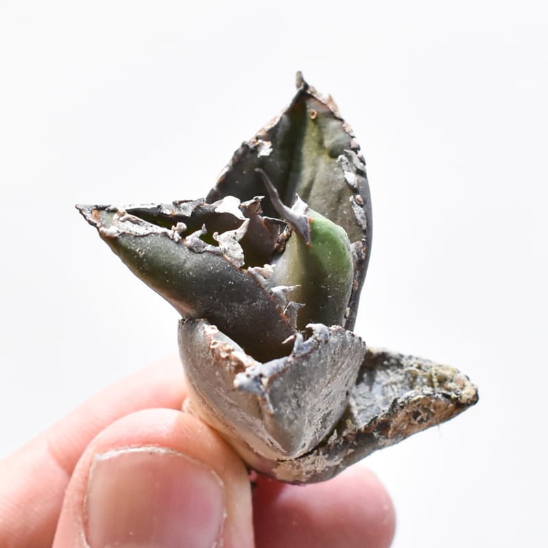 アガベ チタノタ 