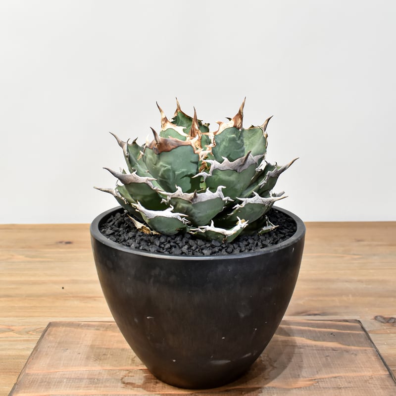 アガベ 親株出品 ドラゴンアガベ 黒犀牛 大株 アガベ チタノタ 