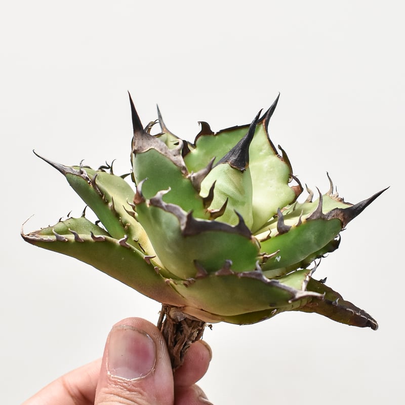 アガベ チタノタ ハデス / 黒帝斯、恐竜牙歯 【台湾 dragon agave産/TC