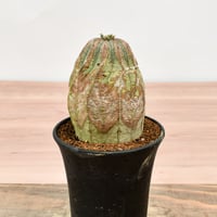 パキポディウムグラキリス　ダブルヘッド　希少株 CAUDEX LIFE #36】パキポディウム グラキリス ダブルヘッド 発根管理