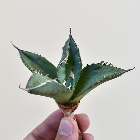 アガベチタノタ黒桃 | STORES